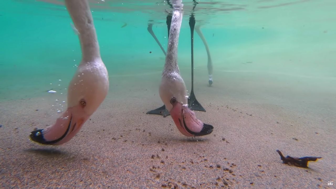 Flamingi jedzą w bardzo dziwny sposób. Pokazał to ten film
