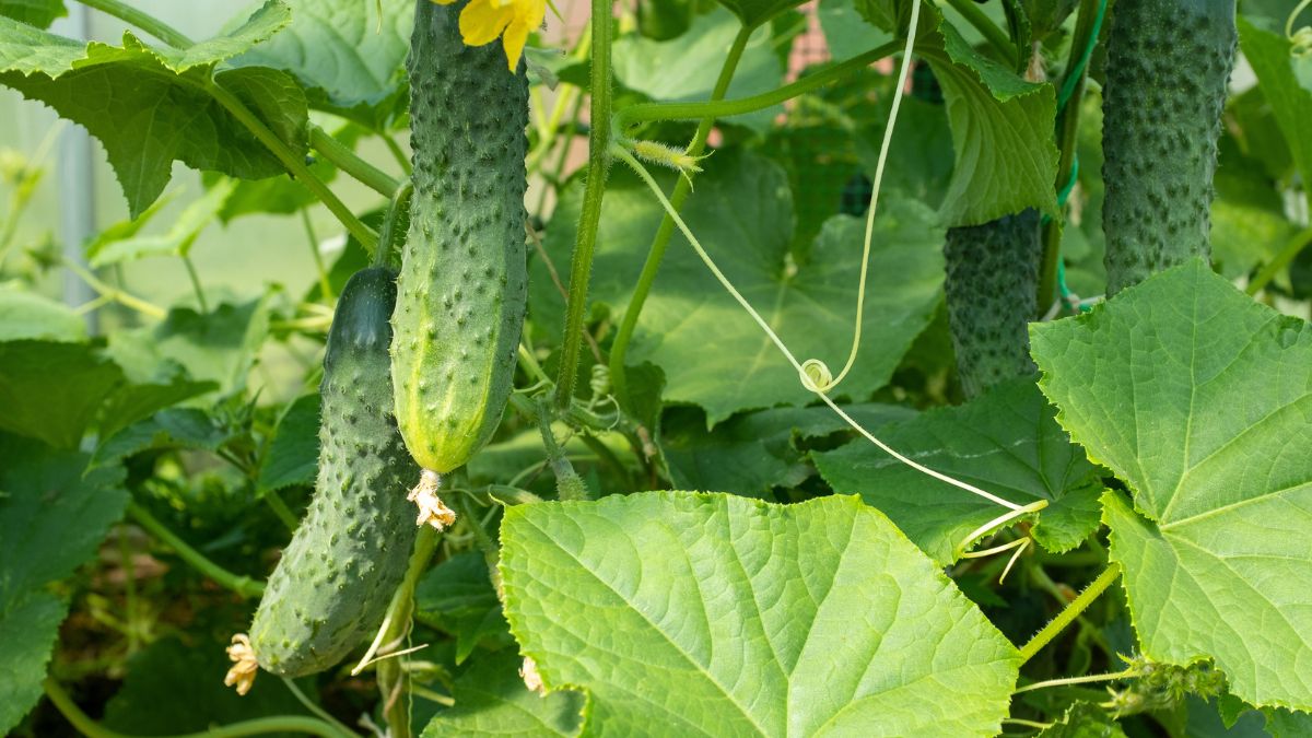 Co wsypać do dołka podczas sadzenia ogórków?