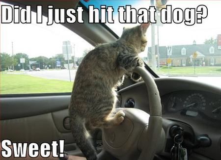 funny-pictures-driving-cat-hits-dog