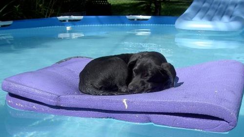 Rasowy i "prawie rasowy" - czym się różnią? 1