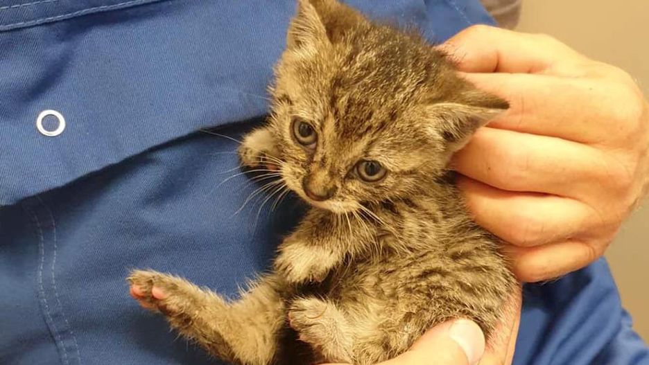 Wrocław. MPK szuka właścicieli dla małych kotków. Żyją na zajezdni