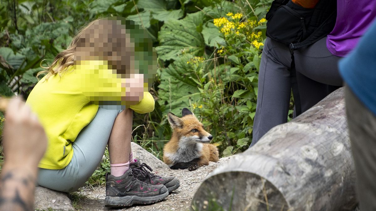 Dziki lis na szlaku turystycznym w Tatrzańskim Parku Narodowym