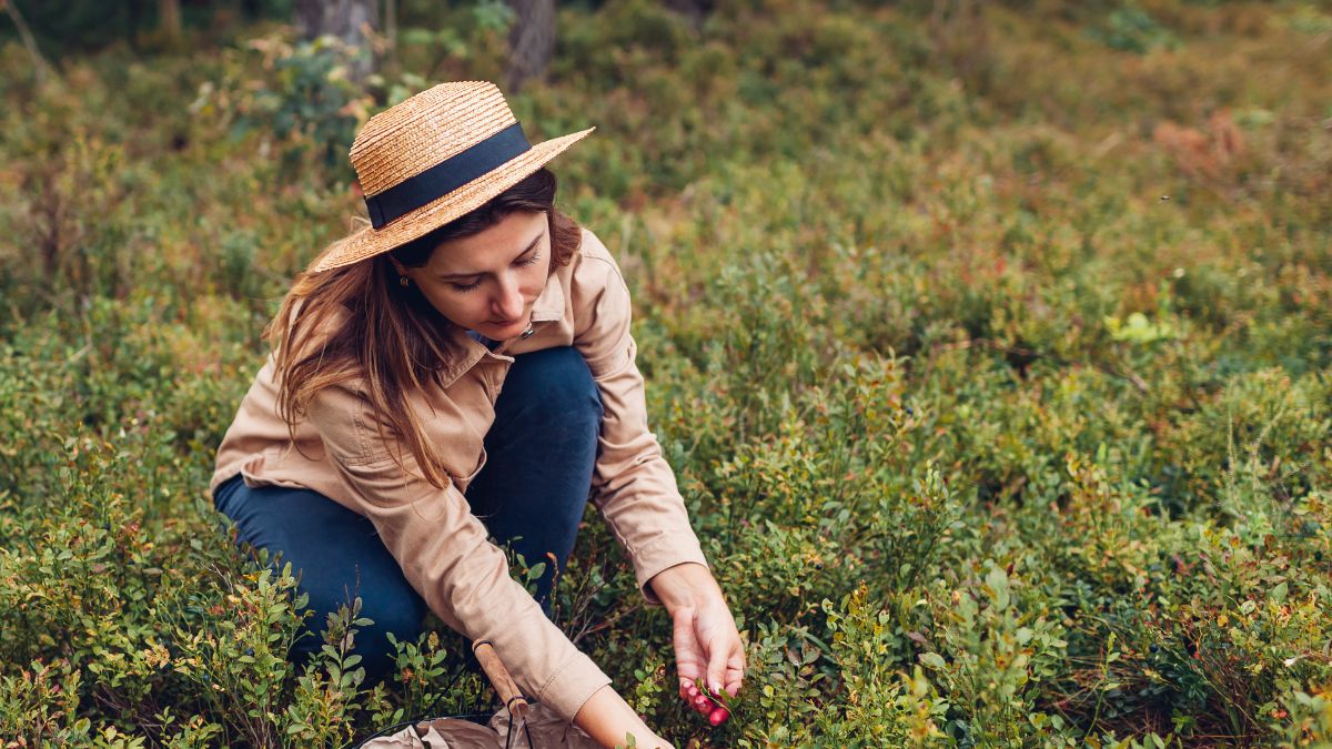 Zobacz, dlaczego nie powinno się jeść jagód prosto z krzaczka?