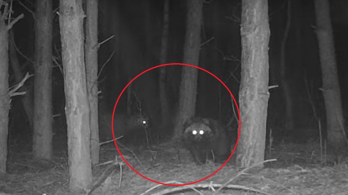 W polskich lasach coraz częściej można spotkać jenoty 