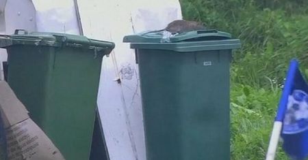 Absurdalny widok. Kamera pokazała nieproszonego gościa na meczu