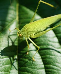 Portugalia. Rząd zezwala na spożycie i sprzedaż owadów w celach spożywczych