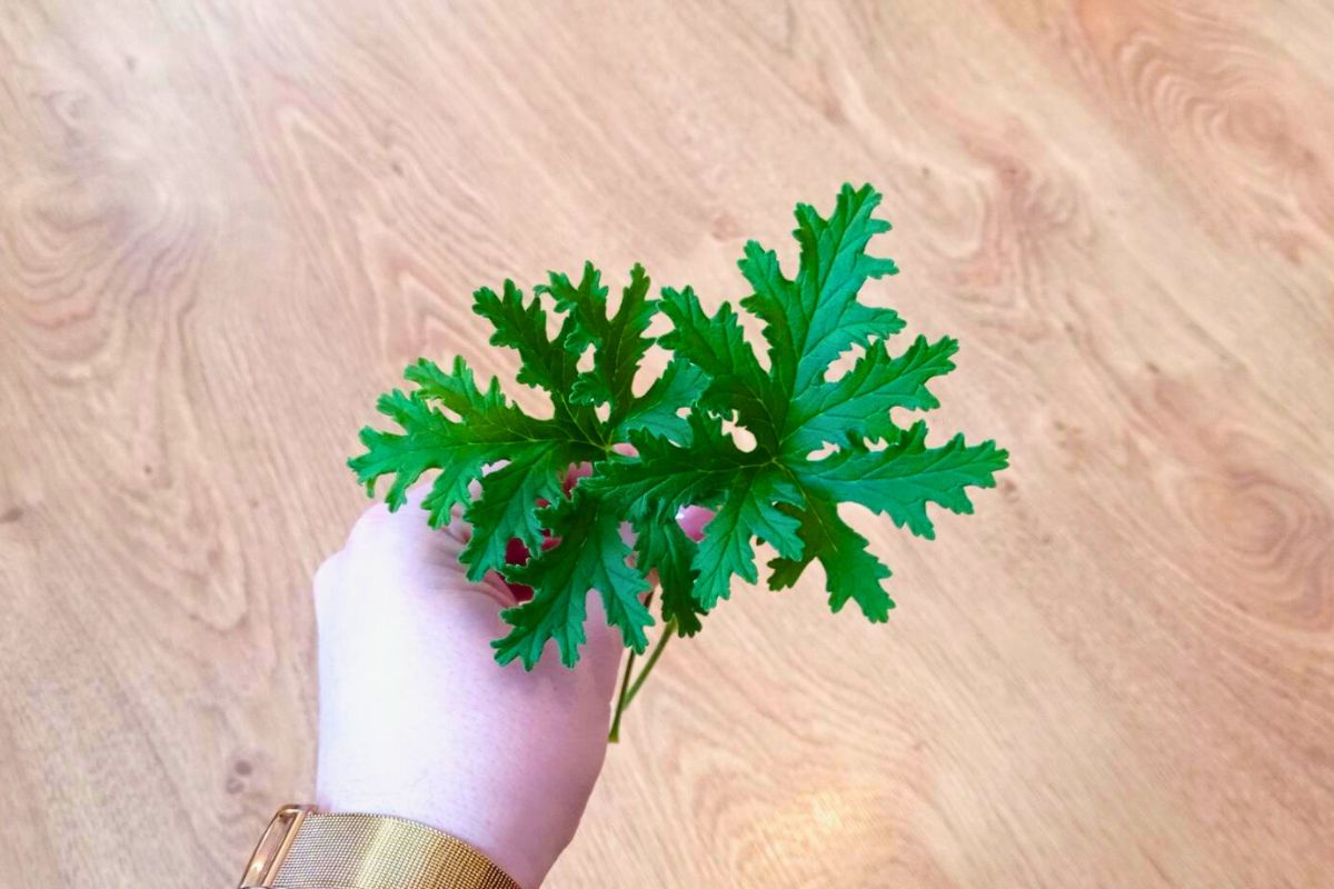 Te niepozorne listki geranium pomogą ci w chorobie 