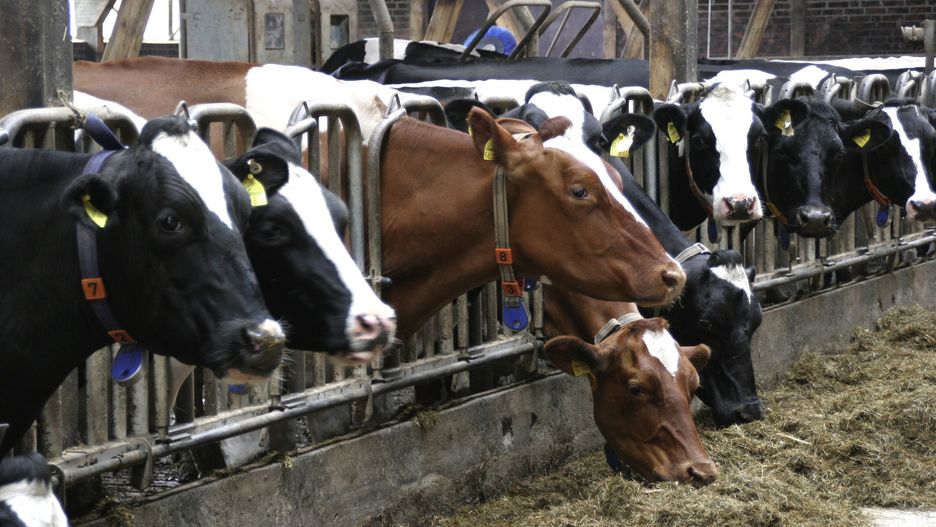 "Ubój rytualny" będzie zakazany? Są wyjątki, a branża już się burzy