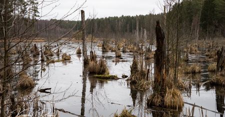 Mokradła – naturalne skarby, które ratują naszą planetę