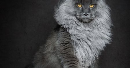 Koty rasy Maine Coon sfotografowane niczym mityczne bestie