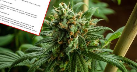 Ważne dni przed zwolennikami legalizacji marihuany. W Sejmie pojawią się projekty ustaw