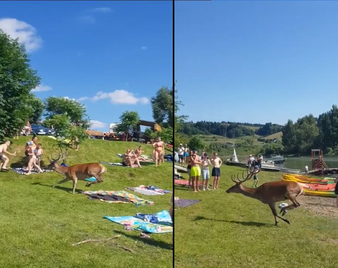 Ludzie w Bieszczadach byli w szoku. Ranny jeleń wpadł na plażę pełną turystów