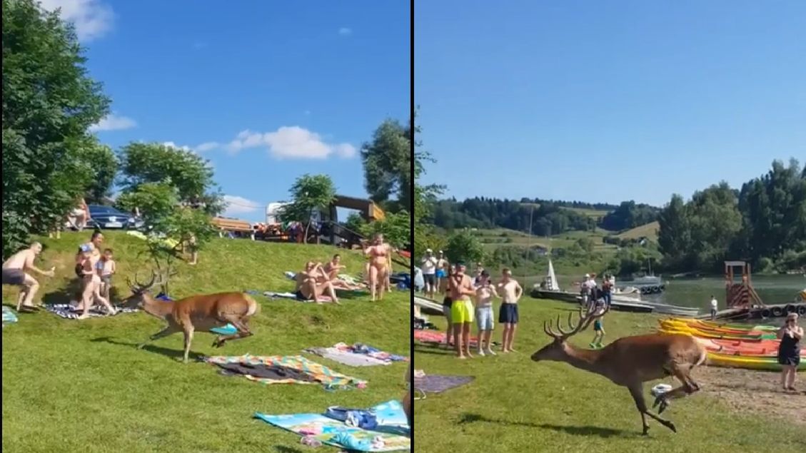 Jeleń znalazł się na nagraniu jednego z plażowiczów.