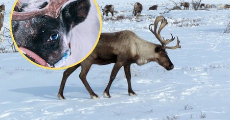 Nie uwierzysz, co dzieje się z oczami reniferów na mrozie. Naukowiec wyjaśnia