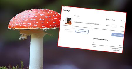 Jedzą muchomory. "Nie ma żadnych konsekwencji". GIS ostrzega