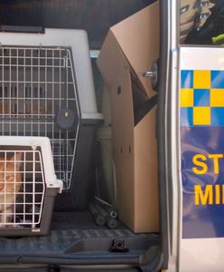 Warszawa. Kot uwięziony w rurze. Ratowało go kilkanaście osób