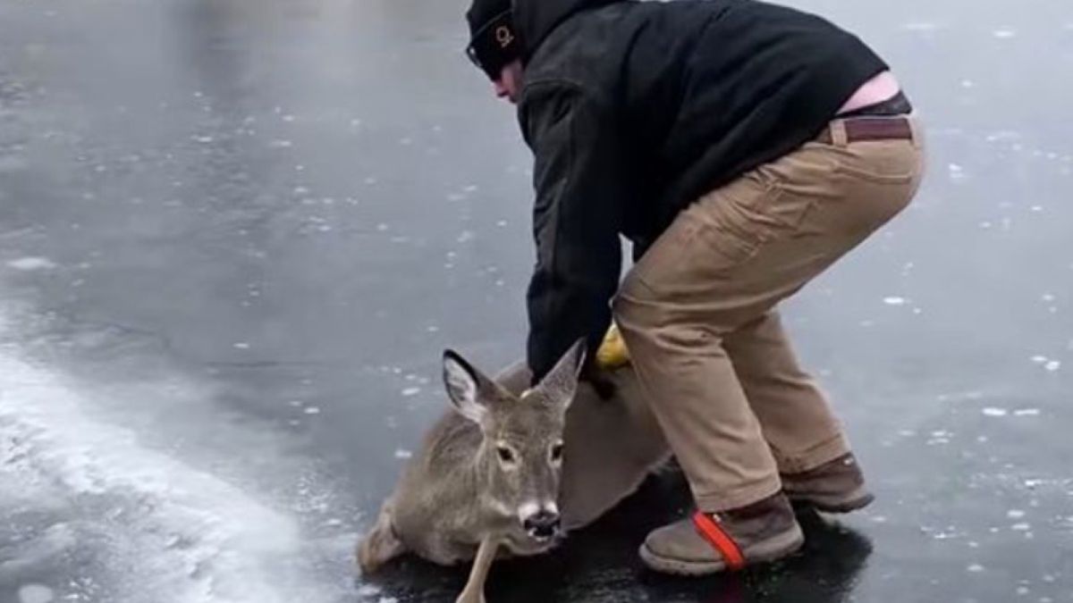 Łania nie potrafiła opuścić zamarzniętego jeziora 