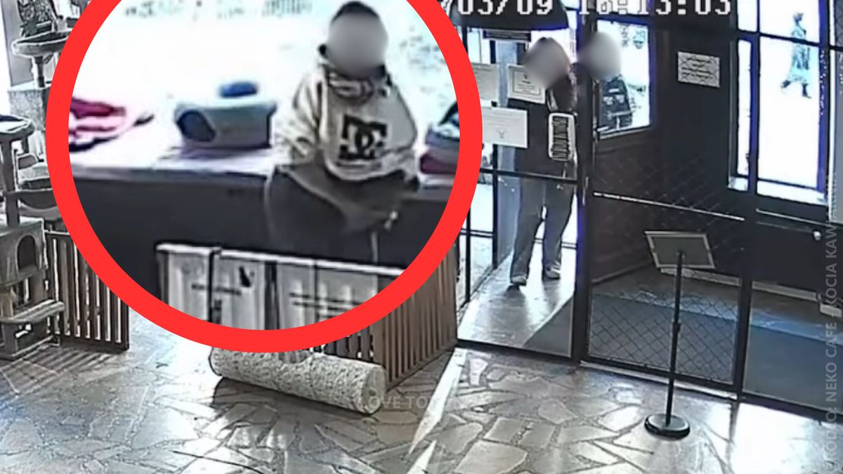 Ktoś próbował... porwać kota z kawiarni.