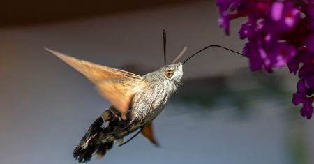 Mówią o nim "polski koliber". Tego unikaj, gdy go zobaczysz