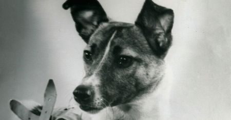 Kim była Łajka? Tajemnica najsłynniejszego psa świata