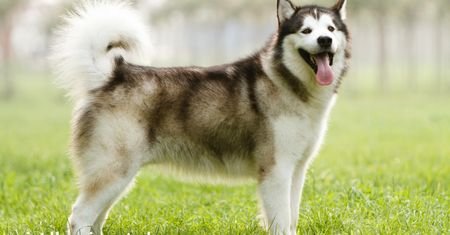 Czy Alaskan Malamute to pies dla Ciebie? Zobacz, zanim zdecydujesz