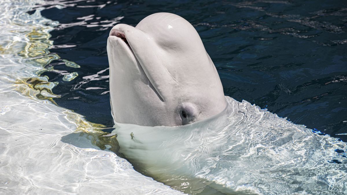 A Look Inside SeaWorld San Diego
SAN DIEGO, CALIFORNIA - JULY 20: General view of beluga whales at Wild Arctic at SeaWorld on July 20, 2021 in San Diego, California. (Photo by Daniel Knighton/Getty Images)
Daniel Knighton
seaworld, theme park