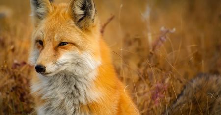 Mozilla wreszcie wydaje Firefoksa dla platform ARM64 z systemem Windows 10
