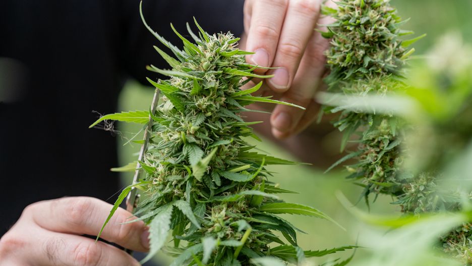 A man removes leaves or prune marijuana or cannabis plant with his hands and black scissors in a garden at home for medical reason. Home cultivation concept
Lorena Samponi
activism, agriculture, botany, bud, cannabis, cultivation, culture, drug, farm, flower, ganja, green, grow, growing, hand, harvest, health, hemp, herb, herbal, home cultivation, homemade, leaf, legal, legalization, marihuana, marijuana, medical, medicinal, medicine, nature, outdoor, personal use, plant, production, research, sativa, science, scissors, thc, weed, cannabis, cultivation, marijuana, bud, hand, prune, activism, agriculture, botany, culture, drug, farm, flower, ganja, green, grow, growing, harvest, health, hemp, herb, herbal, home cultivation, homemade, leaf, legal, legalization, marihuana, medical, medicinal, medicine, nature, outdoor, personal use, plant, production, research, sativa, science, scissors, thc, weed