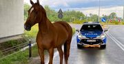 Burza spłoszyła konia. Akcja policji na drodze ekspresowej S7