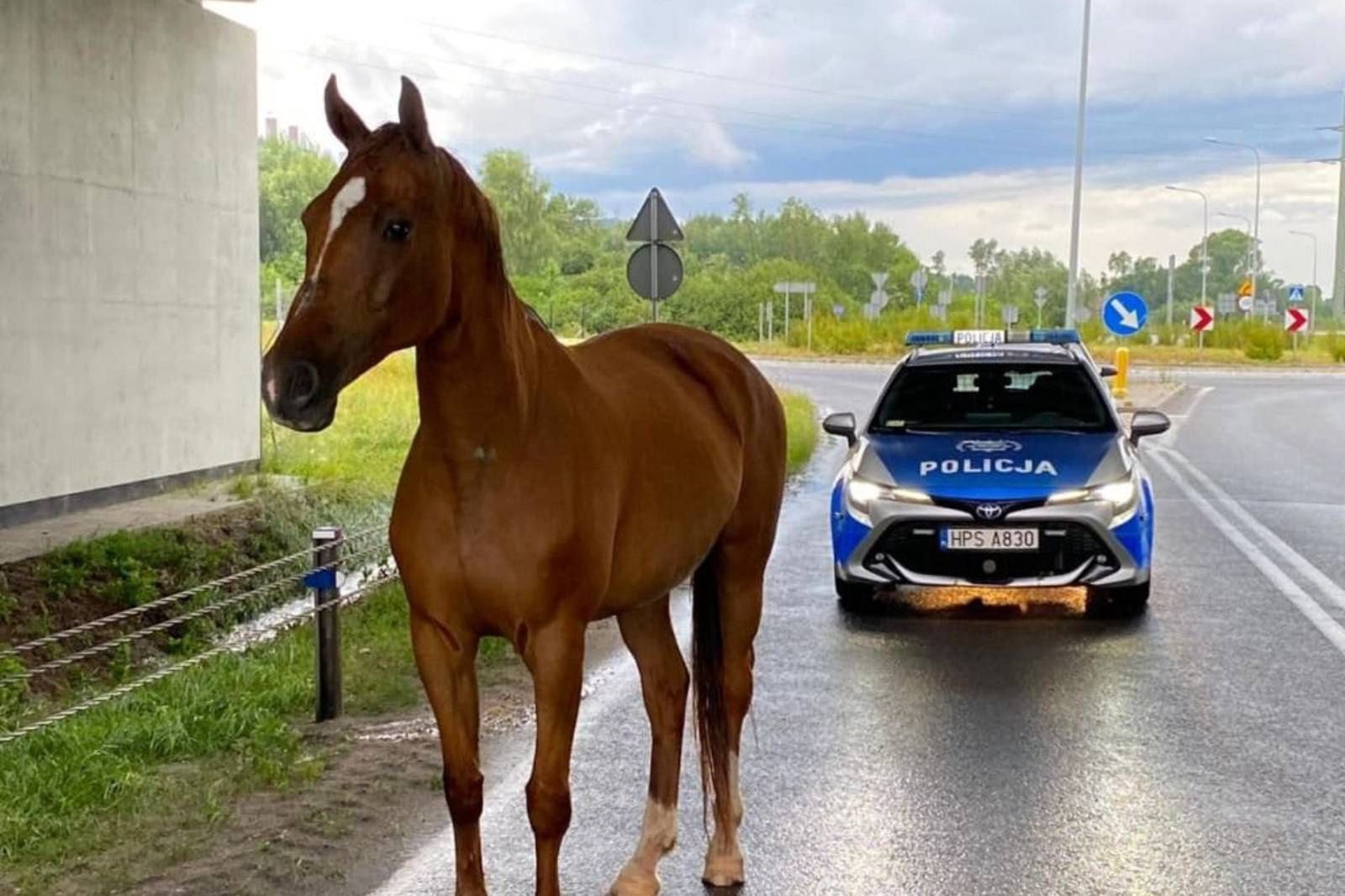 Burza spłoszyła konia. Akcja policji na drodze ekspresowej S7