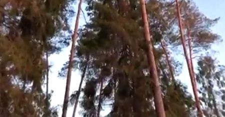 Leśnik zrobił zoom na drzewo. Okazuje się, że był podglądany