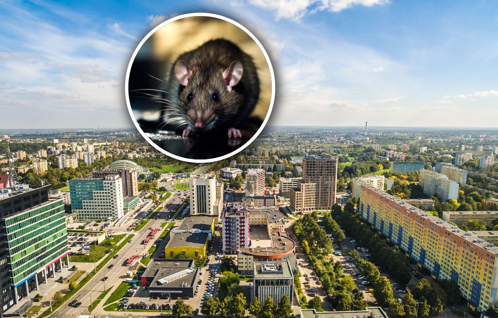 Plaga szczurów w polskim mieście. Spółdzielnia reaguje
