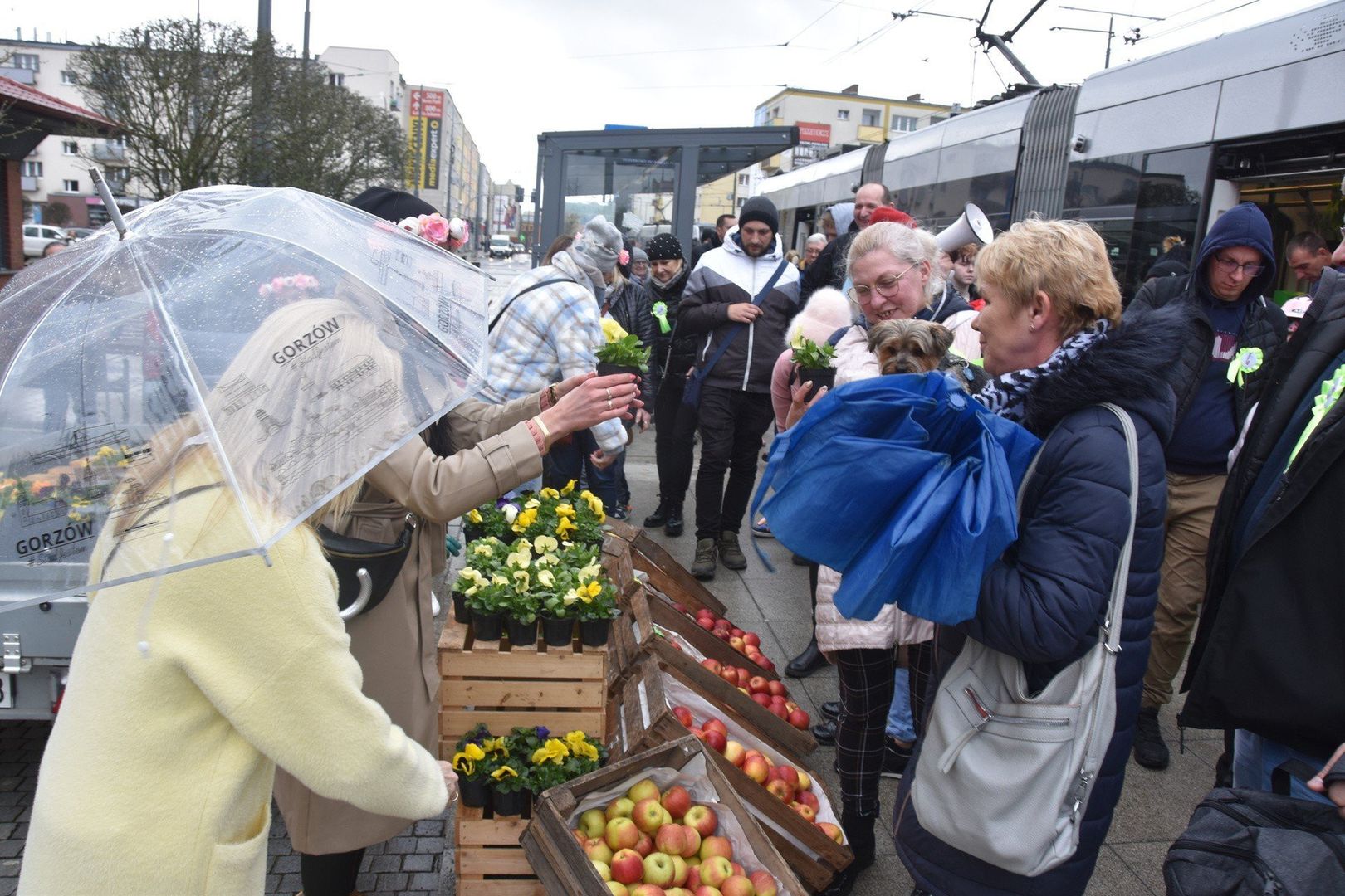Owocowy Tramwaj będzie jeździł między Wieprzycami a Piaskami.