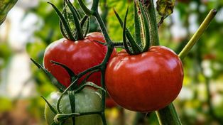 Domowy nawóz na maj. Pomidory rosną jak szalone
