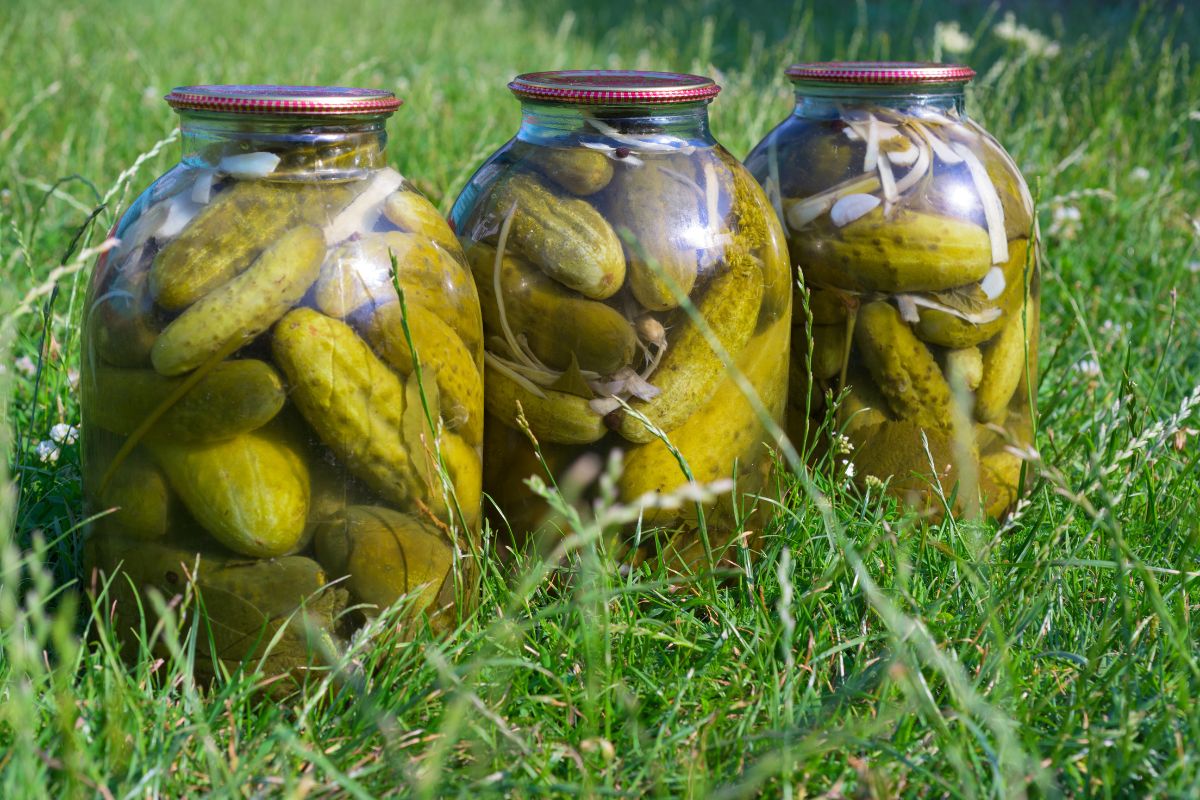 Nigdy nie rób ogórków kiszonych w plastikowych pojemnikach