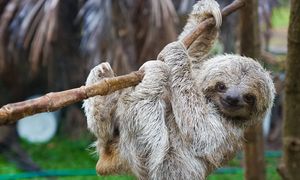 Pierwszy na świecie park leniwców. Otwarcie w lutym 2026 roku