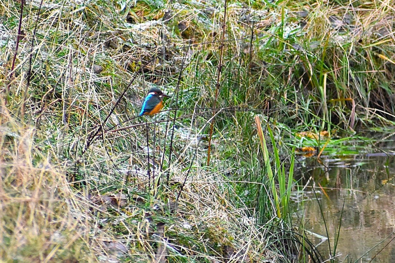 Sławno: W okolicy Kanału Miejskiego widziano pięknego zimorodka