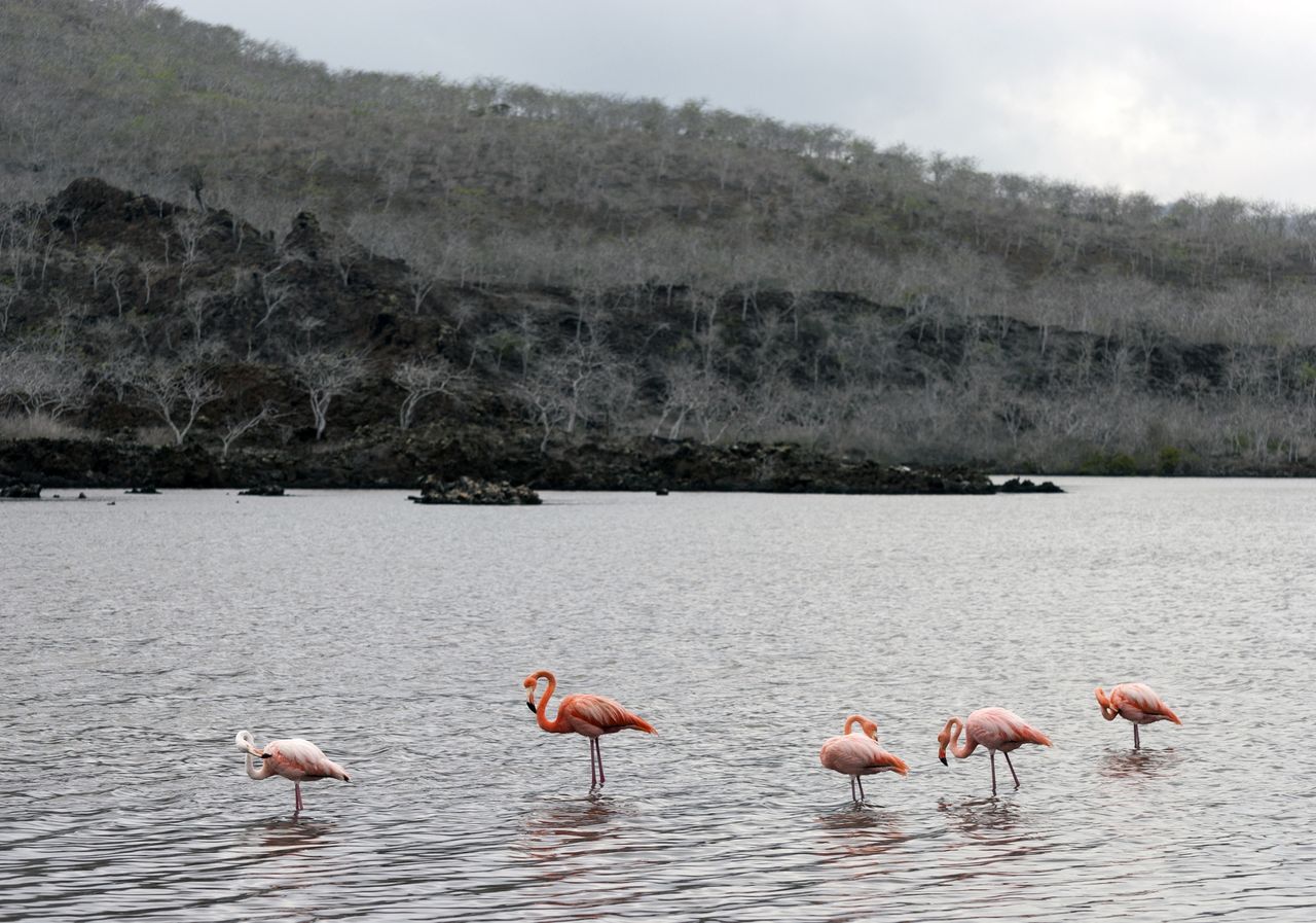 Galapagos. Leonardo DiCaprio przekaże miliony na ratowanie przyrody