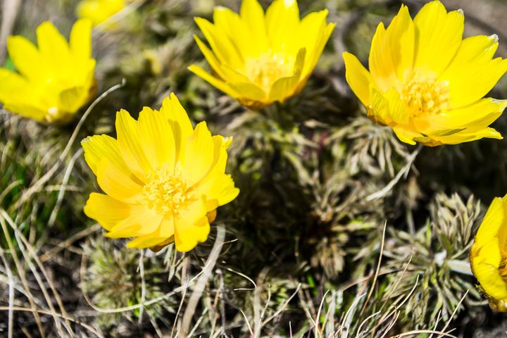 Miłek wiosenny to roślina, która w Polsce objęta jest ścisłą ochroną gatunkową