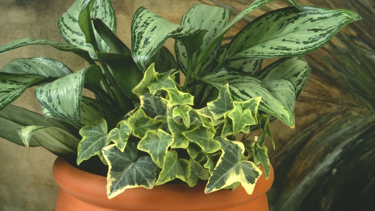 Difenbachia, roślina trująca