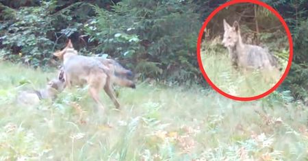 Leśnicy biją na alarm. Szukają informacji na temat zaginionego wilka
