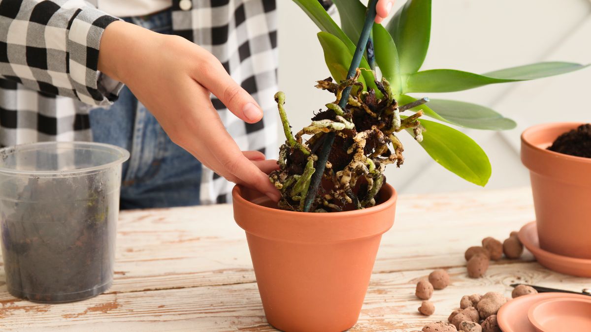 Teraz już wiem, jak poprawnie przesadzić storczyka 