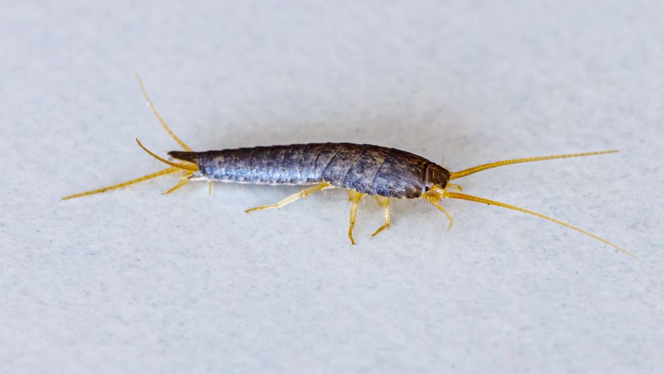 Jak pozbyć się rybików z domu?