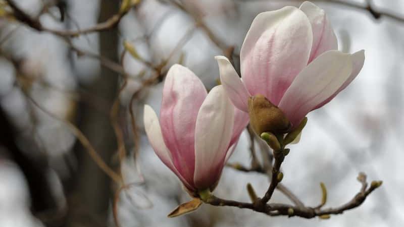 Magnolia susan – sadzenie, uprawa, pielęgnacja, wymagania, choroby