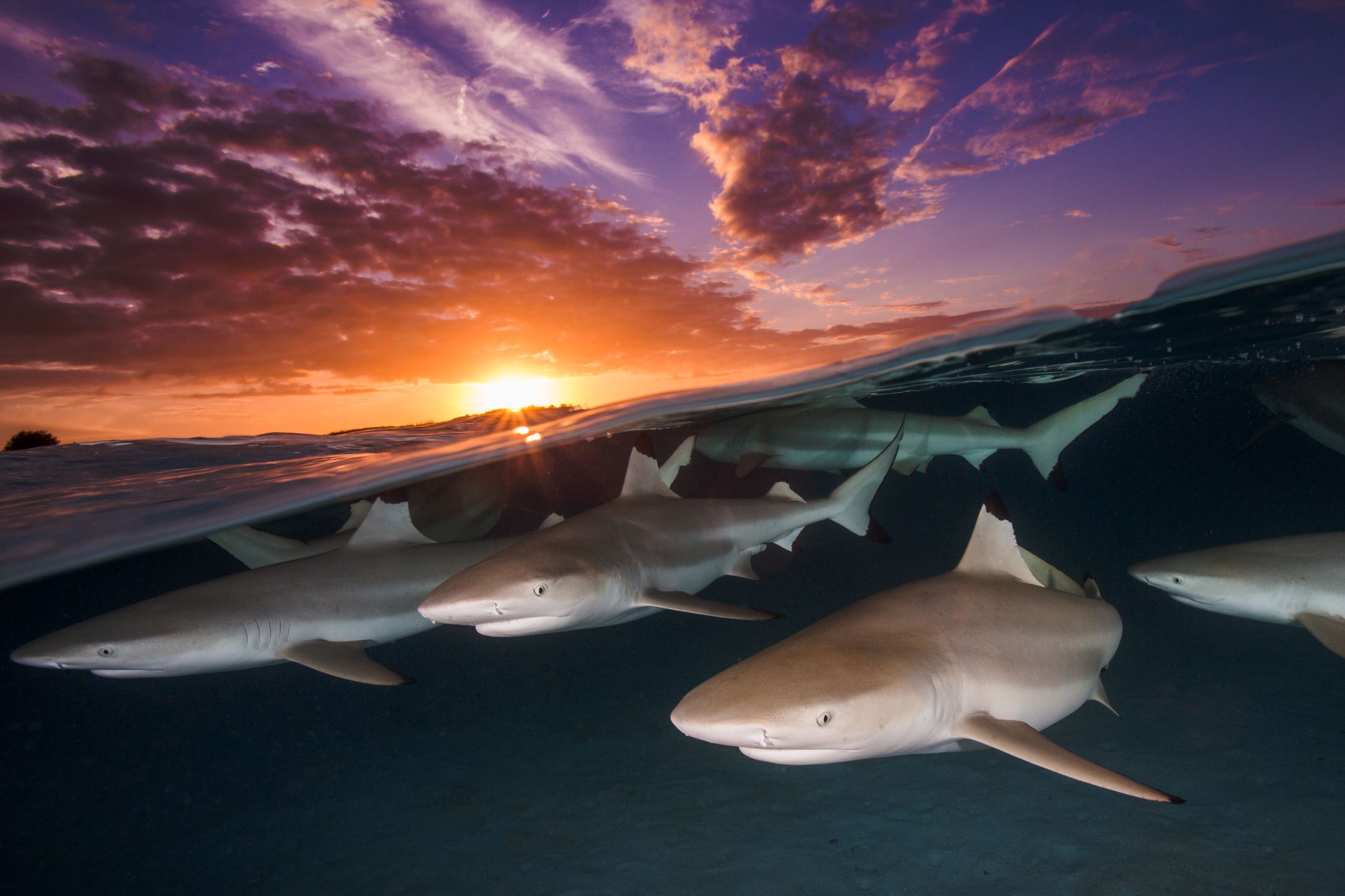 Underwater Photographer of the Year 2018 - niesamowity podwodny świat na wyciągnięcie ręki 7