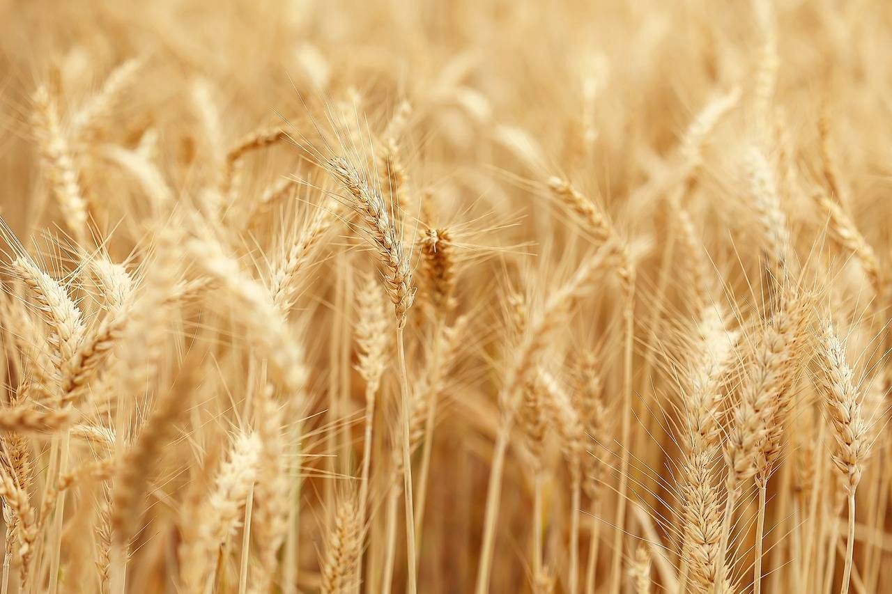 Część rolników dostanie po 170 zł więcej do każdego hektara, ale w ramach limitu
