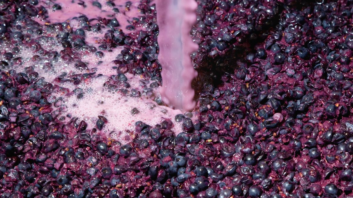 Yeast added to fermenting grapes in winemakingIn the wine making process yeast has to be added to the fermentation tank repeatedly to support fermentation. Siegfried LaydaControl, Skill, Care, Time