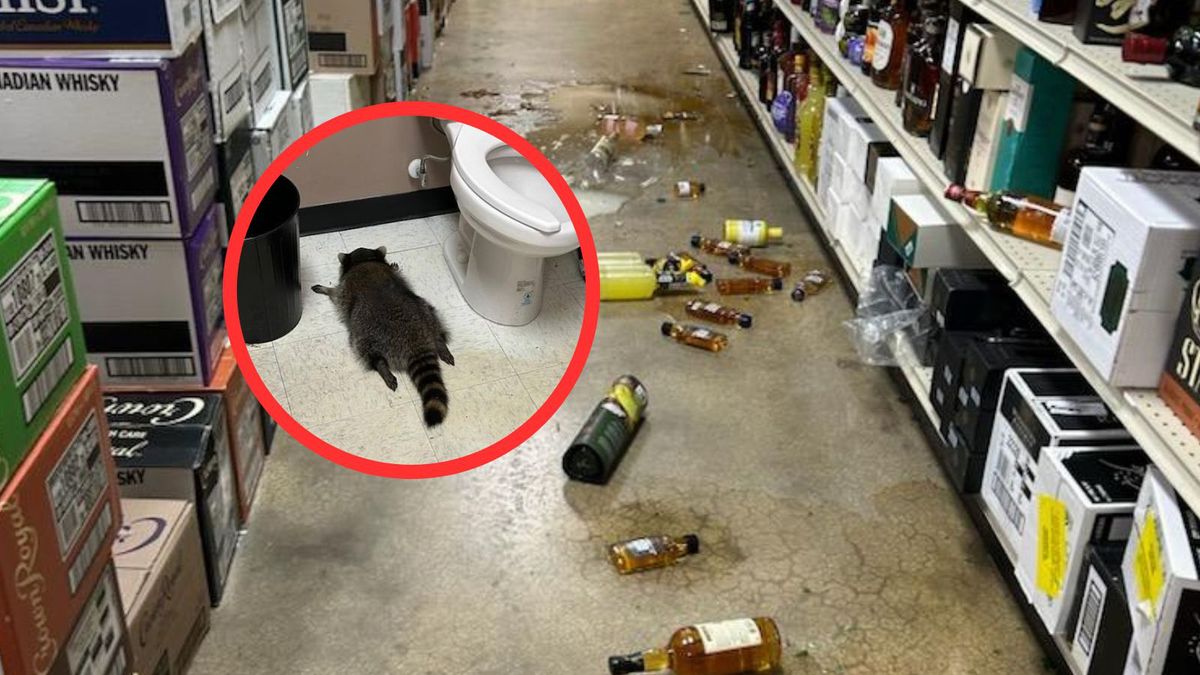 Szop pracz znaleziony pijany w sklepie