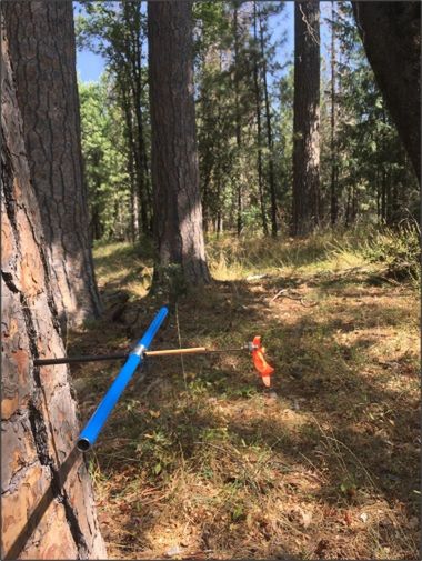 Przykład sposobu, w jaki zespół badawczy pobrał próbki rdzenia z sosny żółtej (Pinus ponderosa)