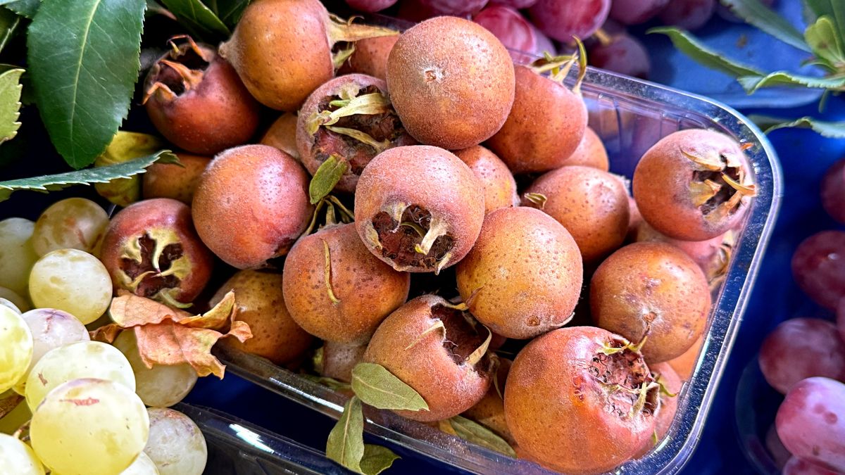 Nieszpułkę najlepiej jeść wtedy, gdy jej skórka lekko się pomarszczy, a miąższ stanie się miękki i słodki.